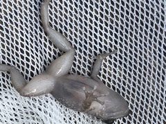 Eleutherodactylus campi