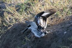Ceryle rudis rudis