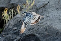 Ceryle rudis rudis
