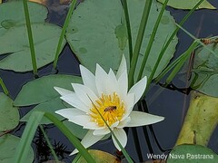Nymphaea alba