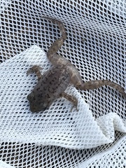 Eleutherodactylus campi