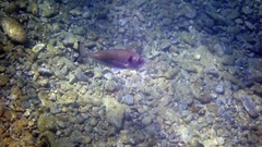 Sparus auratus
