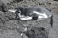 Spheniscus mendiculus