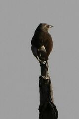 Turdoides hartlaubii