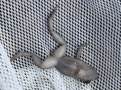 Eleutherodactylus campi