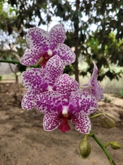 Phalaenopsis