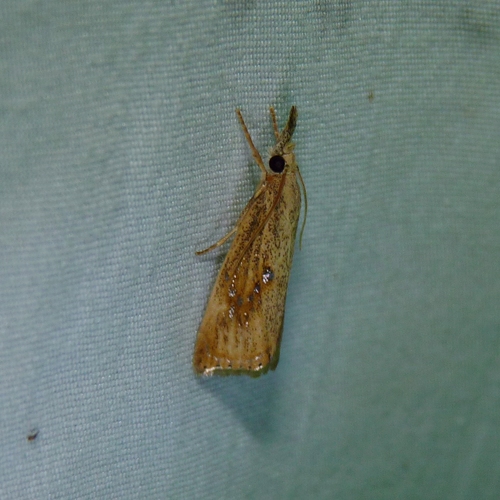 Rice Stalk Borer Moth photo 5