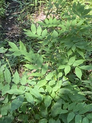 Wisteria sinensis