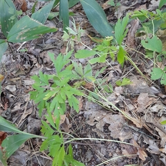 Anemonoides nemorosa