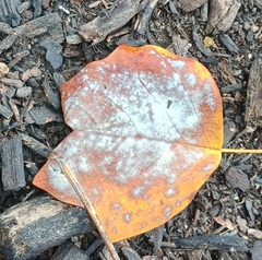 Erysiphe liriodendri