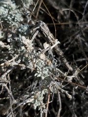 Artemisia spinescens