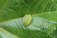 Chinavia pallidoconspersa