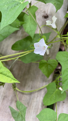 Ipomoea lacunosa