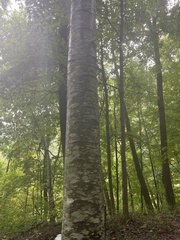 Betula alleghaniensis