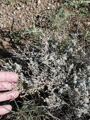 Artemisia spinescens