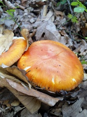 Amanita caesarea