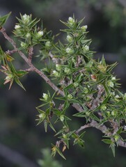Cliffortia ruscifolia