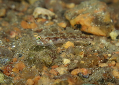 Pomatoschistus pictus