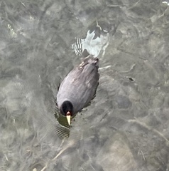 Fulica ardesiaca
