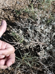 Artemisia spinescens