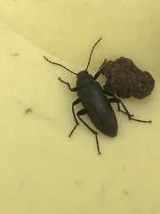 Tenebrioninae