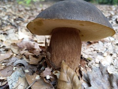 Boletus aereus