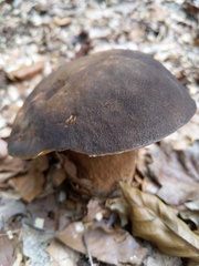 Boletus aereus