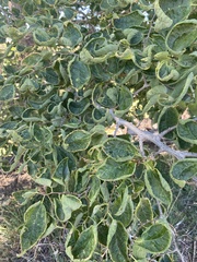 Celtis reticulata