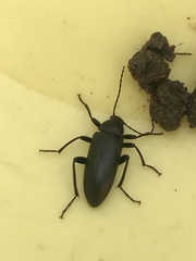 Tenebrioninae