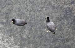 Fulica ardesiaca