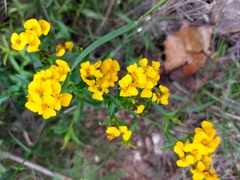 Tagetes lucida