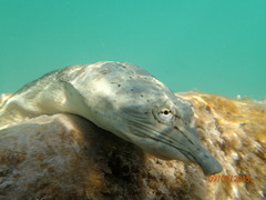 Apalone spinifera atra