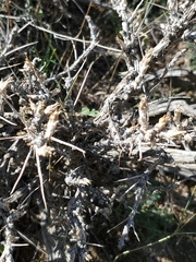 Artemisia spinescens