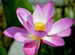 Nelumbo nucifera
