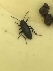Tenebrioninae