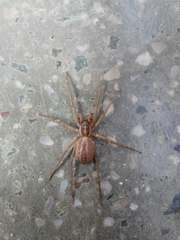 Xeropigo