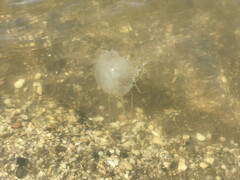 Chrysaora chesapeakei