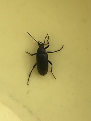 Tenebrioninae