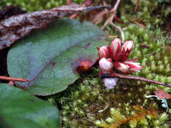 Epigaea repens