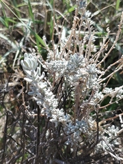 Krascheninnikovia lanata