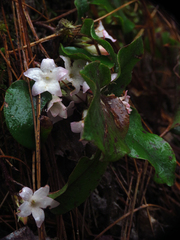 Epigaea repens
