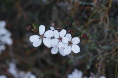 Adenandra