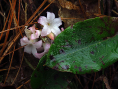 Epigaea repens