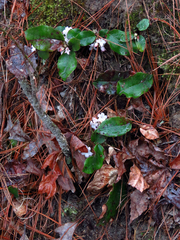 Epigaea repens