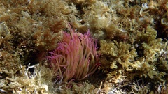 Anemonia viridis