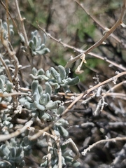 Krascheninnikovia lanata