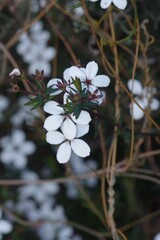 Adenandra