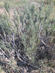 Ephedra antisyphilitica