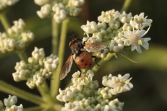 Gymnosoma