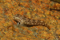 Lipophrys pholis